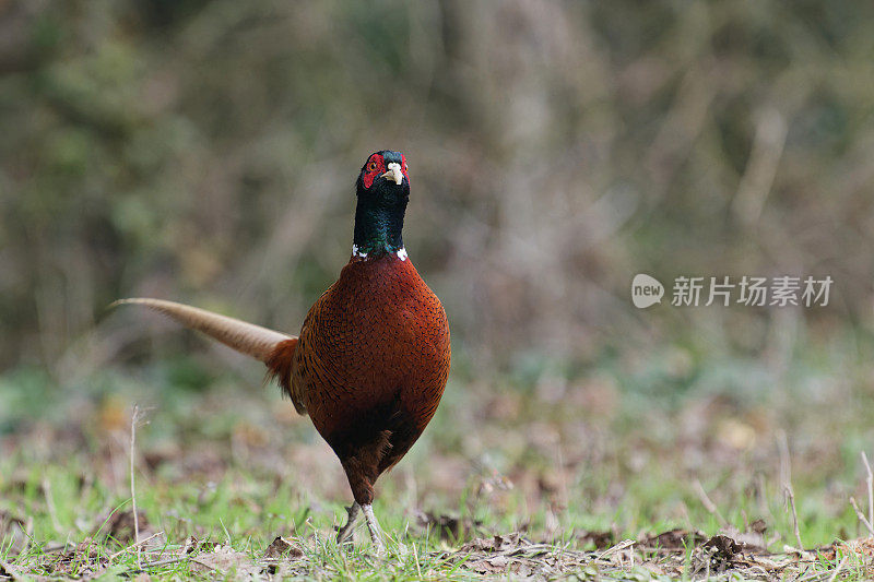 雄野鸡(Phasianus colchicus)